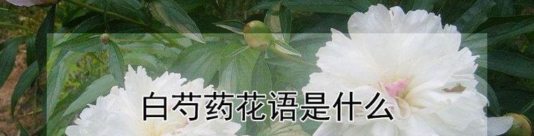 香水草的花语与文化传说（花语的神秘力量与文化传承）