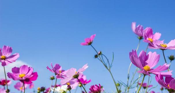 以波斯菊的花语（探寻花朵背后的隐含意义）