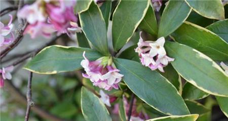 瑞香花语之不同颜色的含义（探寻瑞香花的丰富花语意义）