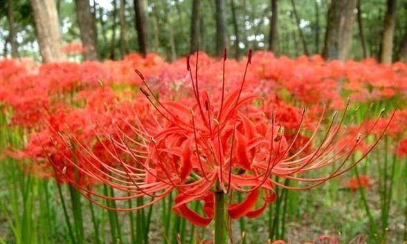 以不同颜色彼岸花花语为主题的神奇魅力（探索彼岸花的花语世界）