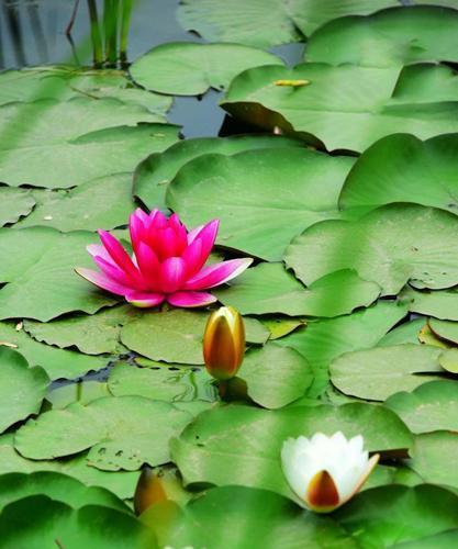 缤纷色彩的睡莲花语（以不同颜色的睡莲为媒介）