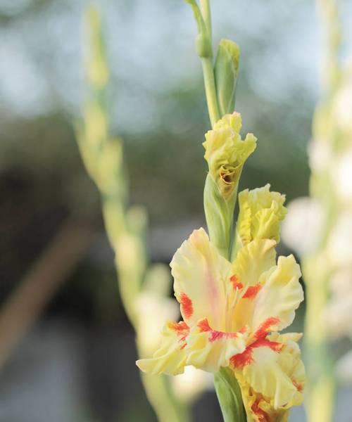 唐菖蒲花语与不同颜色的含义（探索唐菖蒲花的语言）