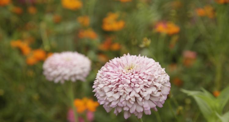 阳光花朵的力量（积极坚强的花朵）