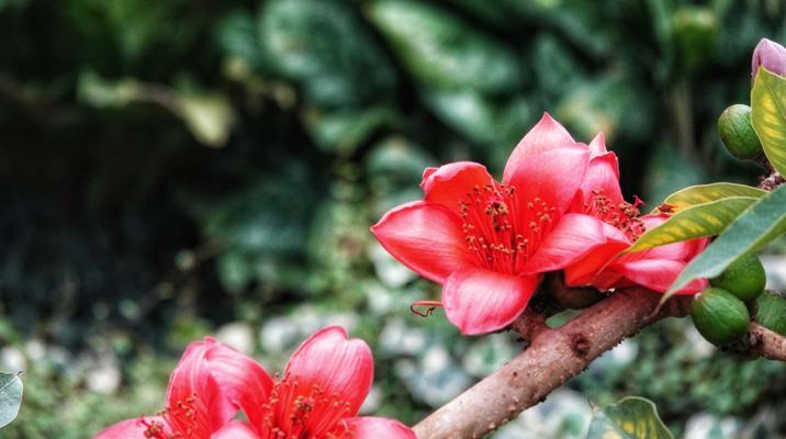 木棉花开花早，叶子长得晚（探究木棉花的生长习惯及特点）