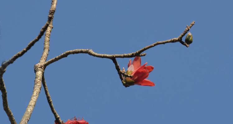 木棉花开花月份与季节的探究（从春季到夏季）