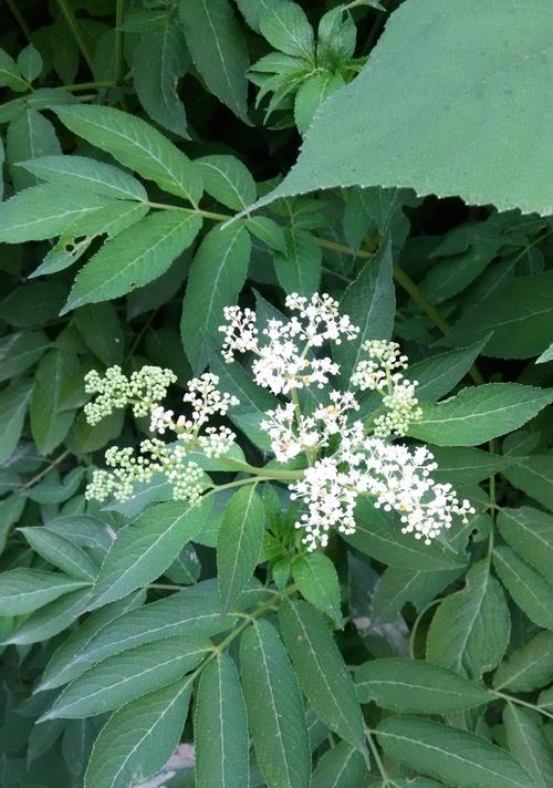 木须是哪类植物（了解木须的分类）