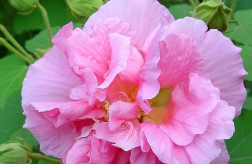 木芙蓉花的颜色及特点（探秘木芙蓉花的颜色与神秘魅力）