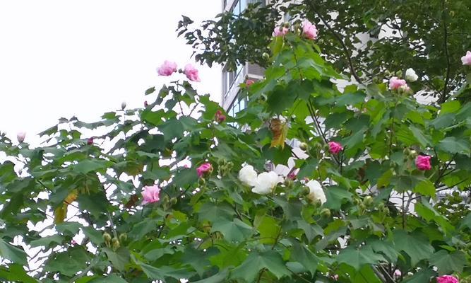 木芙蓉盛开，如诗如画（探秘木芙蓉开花季节及花期）