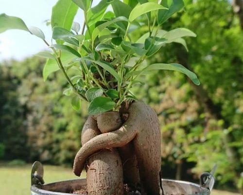 木麒麟——神秘的“植物恐龙”（探索木麒麟的起源、生长与繁殖）