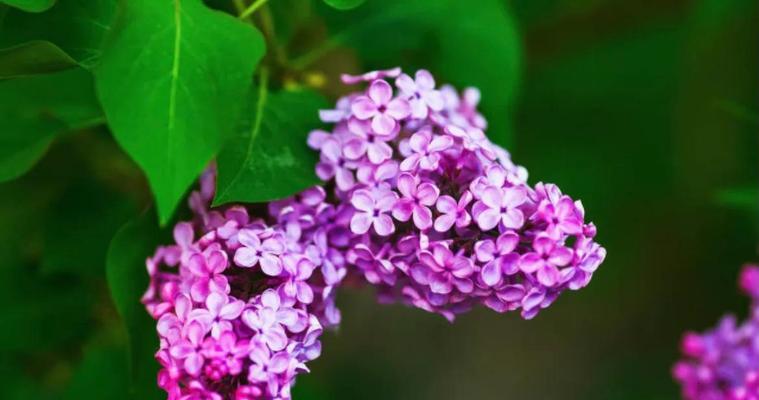 丁香花的花语之美（探寻丁香花的深情与祝福）