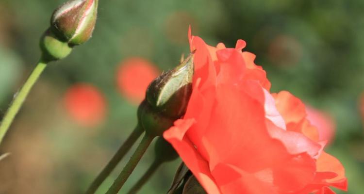 月季花的花语（探寻月季花的花语与意义）