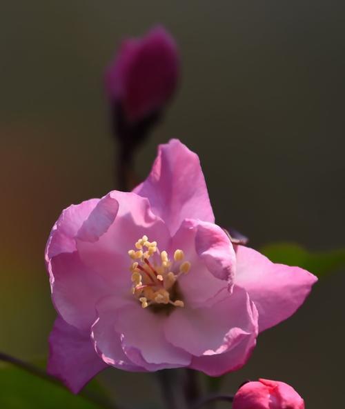 海棠花（花开妍媚）