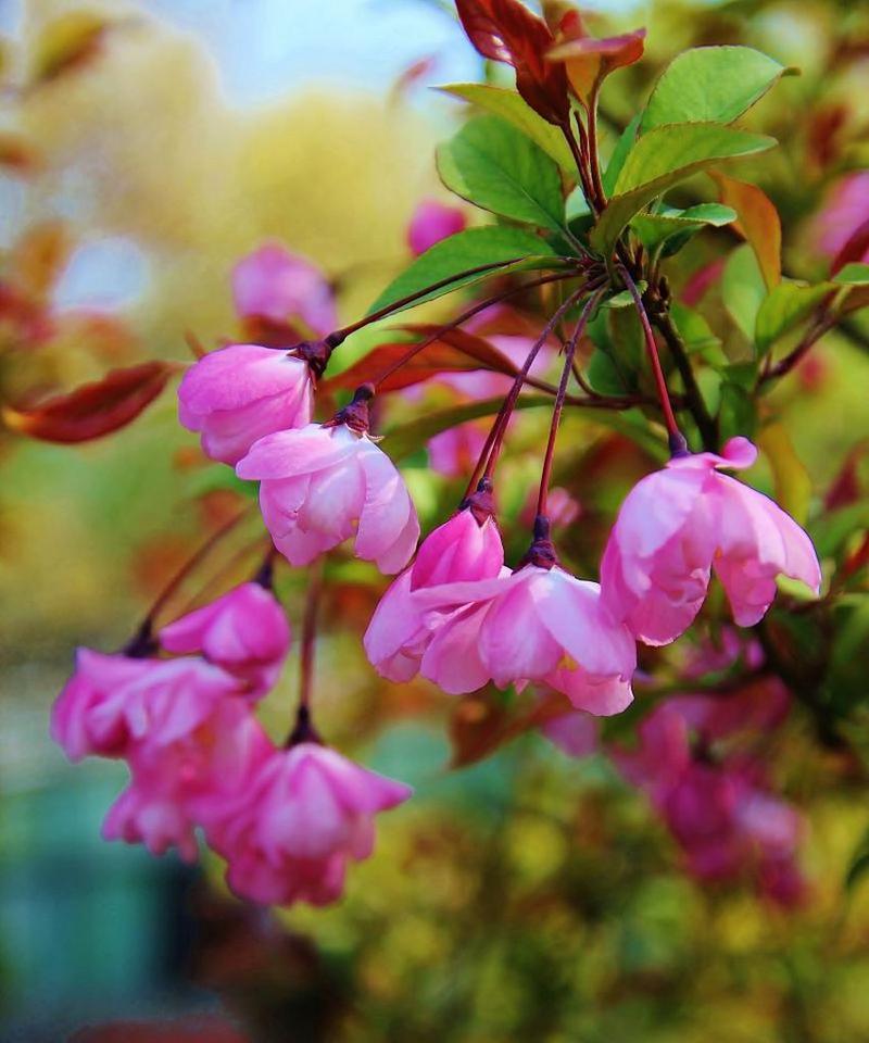 海棠花的花语与美丽传说（海棠花的寓意与文化价值）