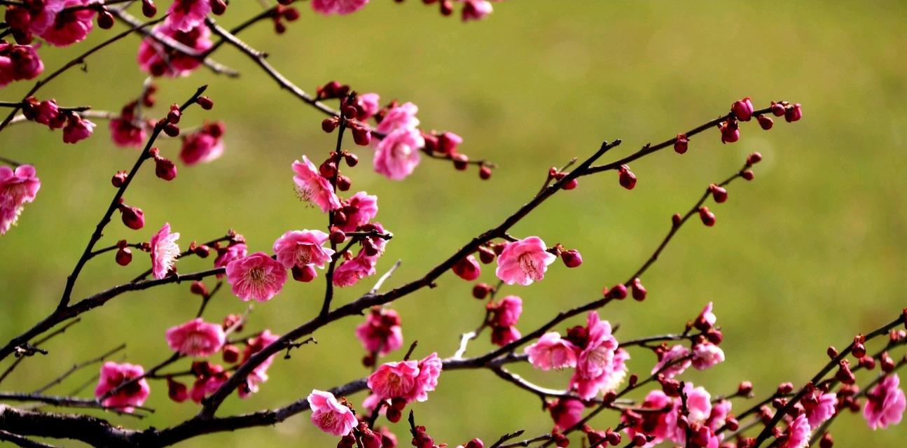 红梅花的花语与意义（探寻红梅花的诗意和象征）