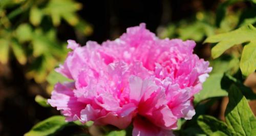 红牡丹花花语之美——热情、繁荣、坚强（探寻红牡丹花语的深层意义）