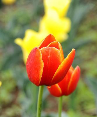 红色与黄色郁金香花的象征意义（揭秘红色和黄色郁金香花的隐含寓意）