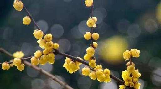 黄腊梅花之美（寒冬中的瑰宝）