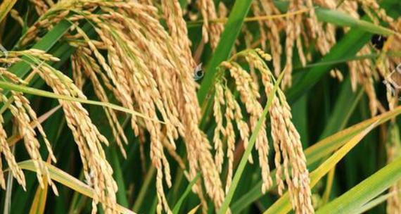 水稻开花季节解析（掌握这些知识）