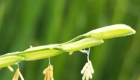 水稻的性别与繁殖方式（探究水稻的雌雄同株特征及其繁殖方式）