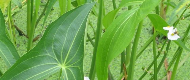 水稻，单子叶植物的代表（探究水稻的生物学特征和分类关系）