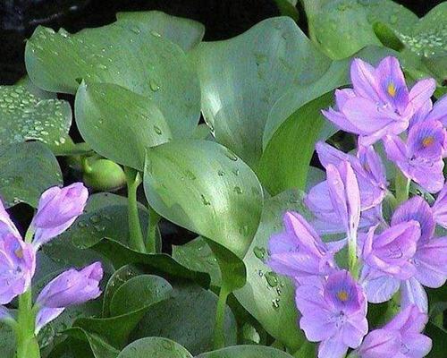 水葫芦开花之美（探秘水葫芦开花的奥秘与魅力）