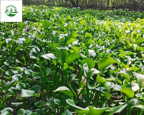 水葫芦种植技巧全解析（从土壤选取到养护）