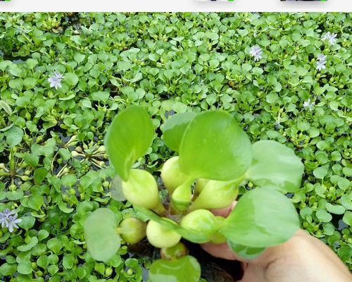 水葫芦——一种水生植物（探究水葫芦的种类）