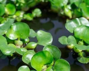 水葫芦开花时间及注意事项（一年开几次花）