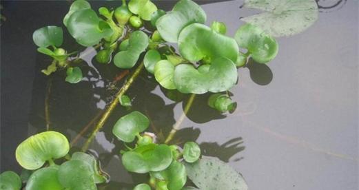 水葫芦繁殖全攻略（方法与注意事项）