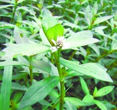 水花生种子的适宜种植时间（探究水花生的生长特性）