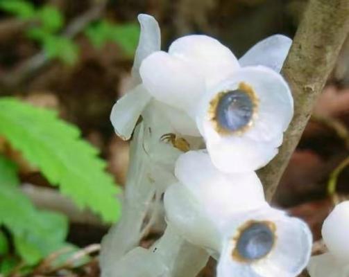 水晶兰——绿色植物界的明珠（探寻水晶兰的种类）