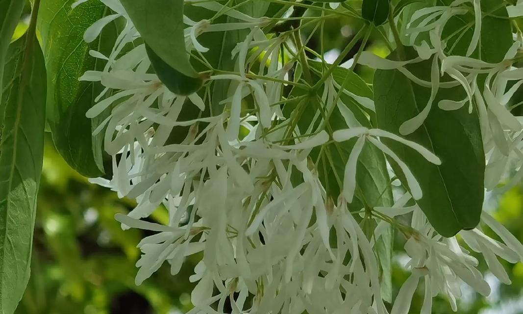 水蜡是乔木还是灌木（探究水蜡的分类与特点）