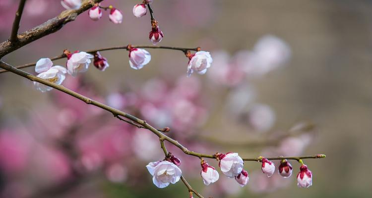 梅花的美丽与意义（探寻梅花的深层寓意）