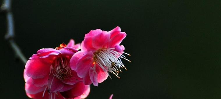 梅花的花语与意义（探寻梅花的诗意与内涵）