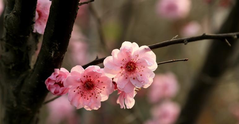 美人梅的花语与美丽传奇（探寻美人梅的花语与故事背后的意义）