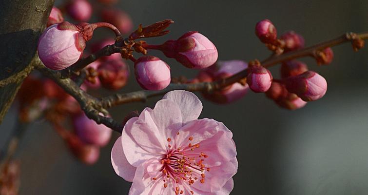 美人梅花语的深意与传承（探寻美人梅花语的背后故事及文化内涵）