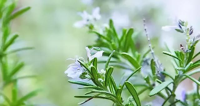 迷迭香的花语（揭秘迷迭香的神秘密码）