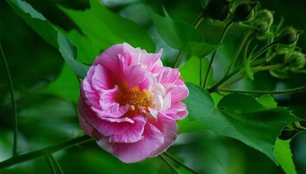 木芙蓉的花语及其寓意（探寻木芙蓉的神秘花语）