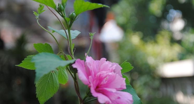 木槿花的花语与寓意（探寻木槿花所传递的情感与象征）