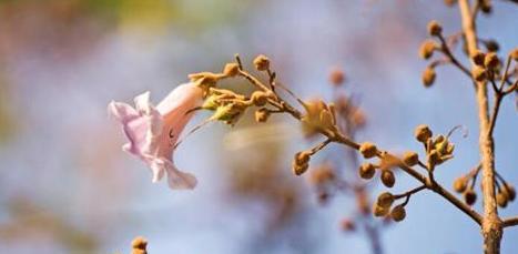 泡桐花的花语与寓意（泡桐花的美丽与象征）