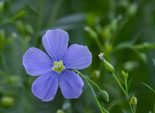 以索玛花的花语探索美丽与爱的含义（在花香中寻找真爱的关键）