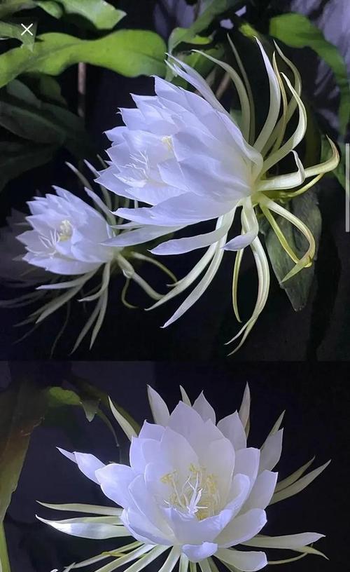 昙花（昙花的花语及其象征的意义）