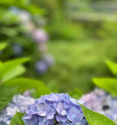 无尽夏绣球的花语（花开如绣）