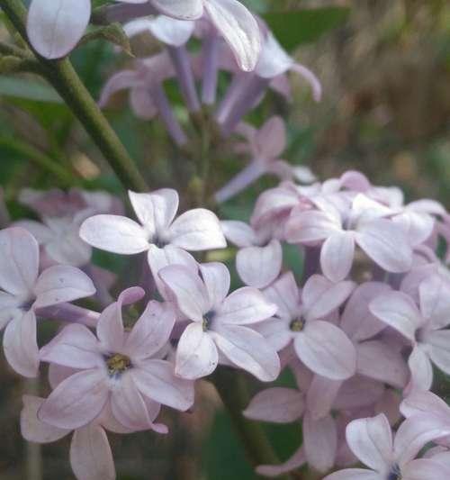 五瓣丁香花的寓意与象征（颂歌花海中的五彩斑斓）