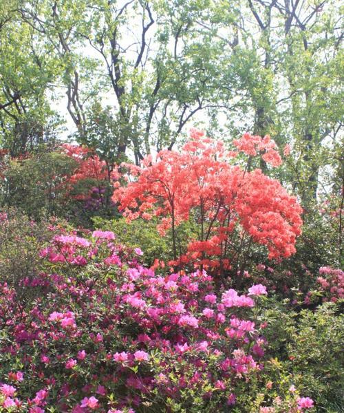 映山红适合种植的环境条件（了解映山红的生态习性）