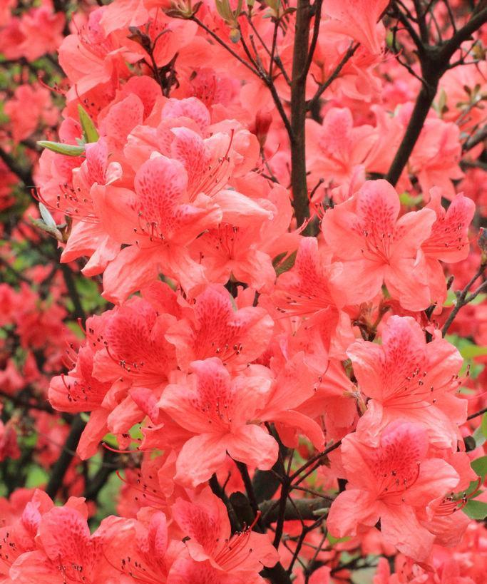 映山红——秋季花中的瑰宝（秋色绚烂的花朵）