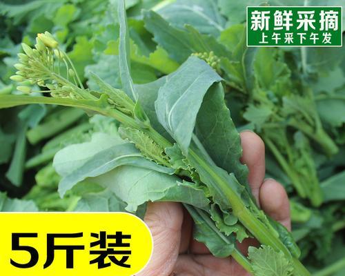 探究油菜和菜苔是否为同一种菜（从植物学）