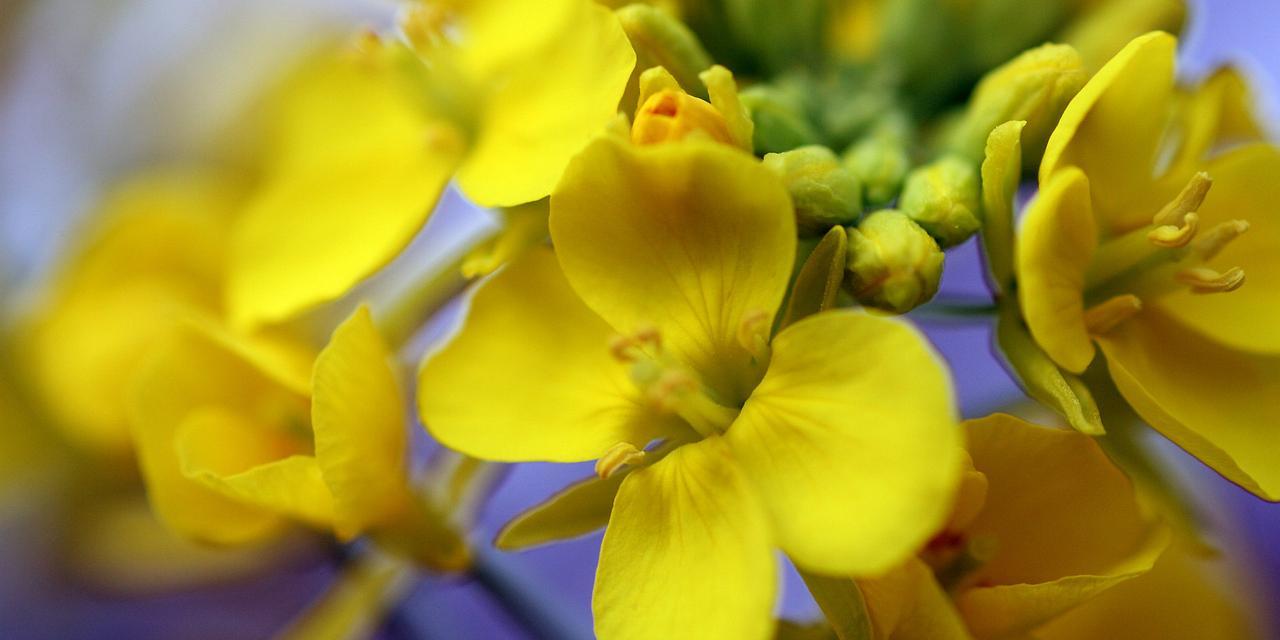 油菜花的雌雄同株性质分析（了解油菜花的生殖特征及其对生态环境的影响）