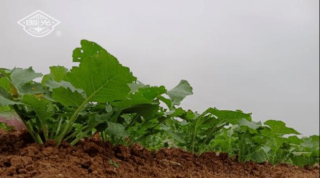 油菜的低温适应性研究（探究油菜的耐寒能力及其影响因素）