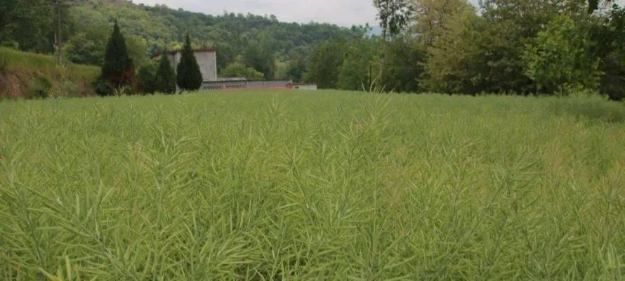 油菜籽的种植方法与时间（学会科学种植）